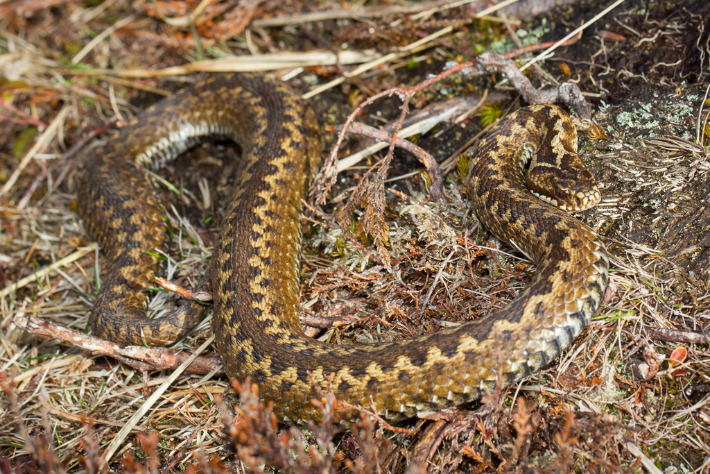 Common european adder - Vipera berus