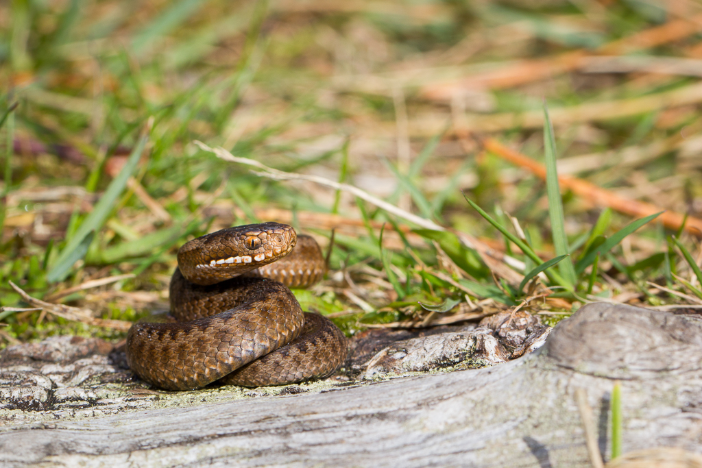 Common european adder - Vipera berus