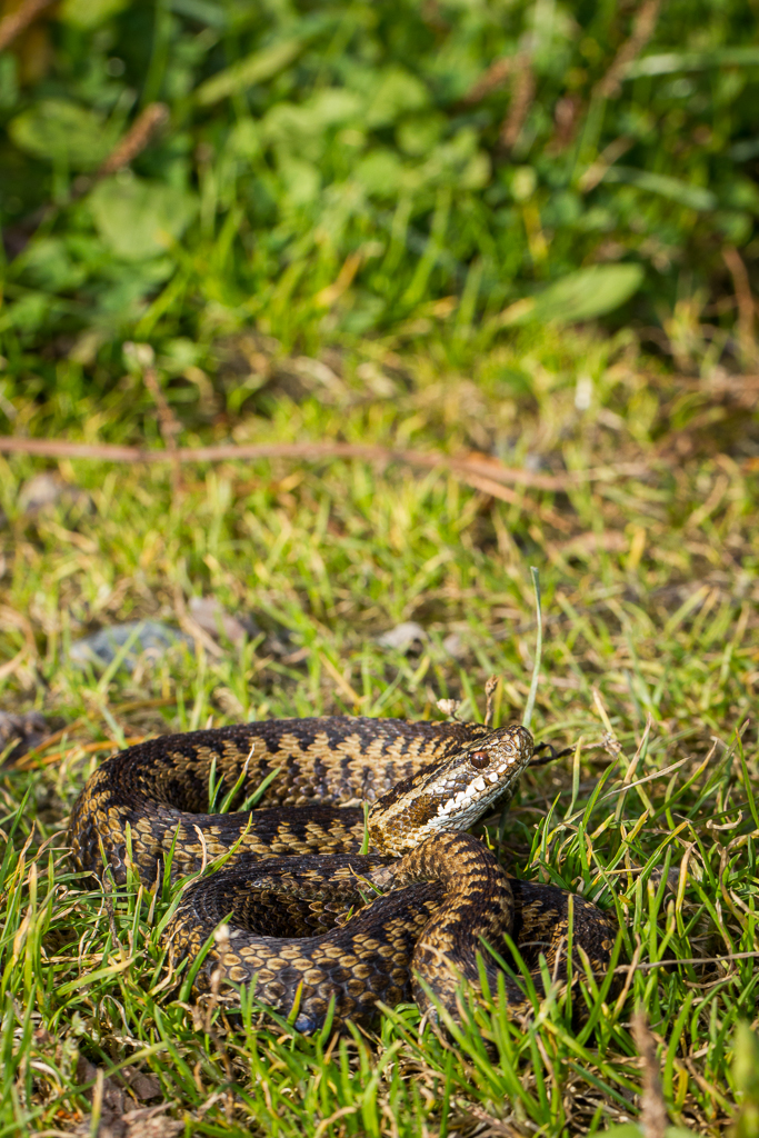 Common european adder - Vipera berus