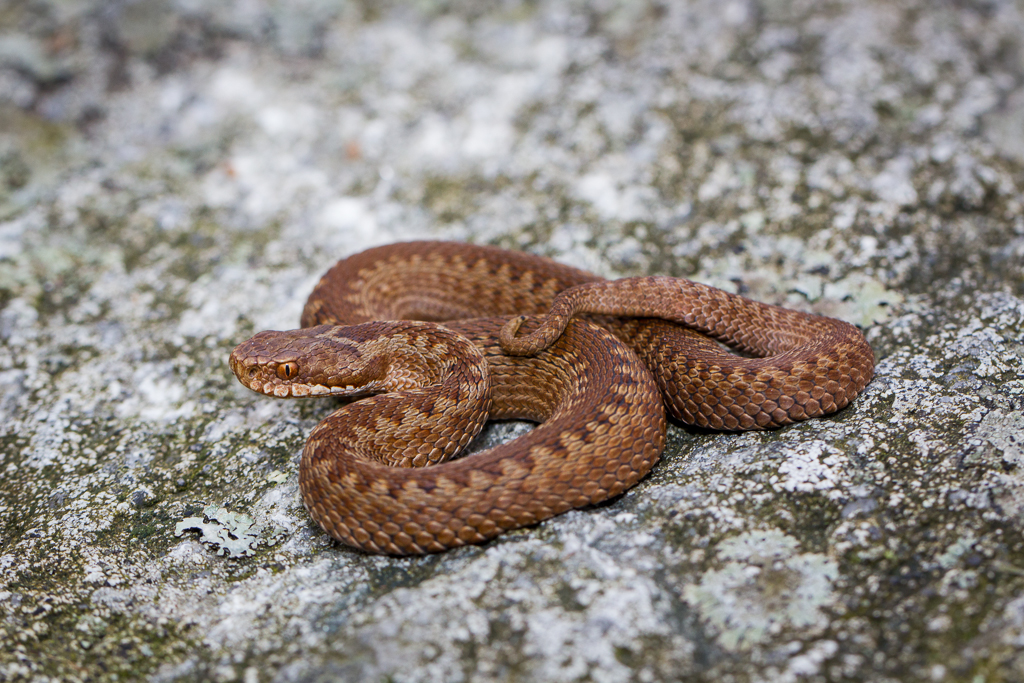 Common european adder - Vipera berus