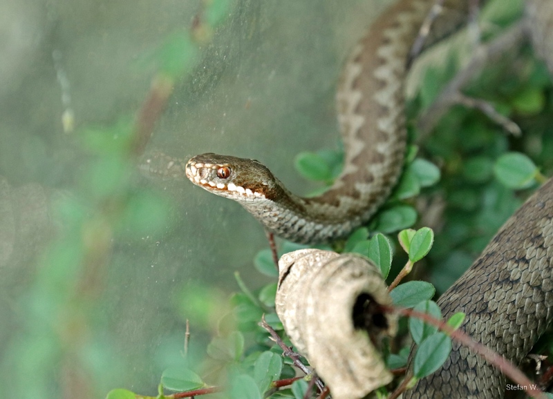 common European adder (Vipera berus)