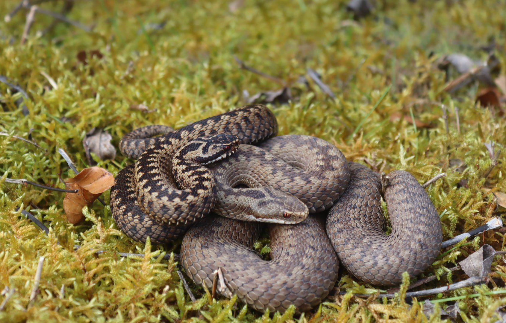 Common European Adder