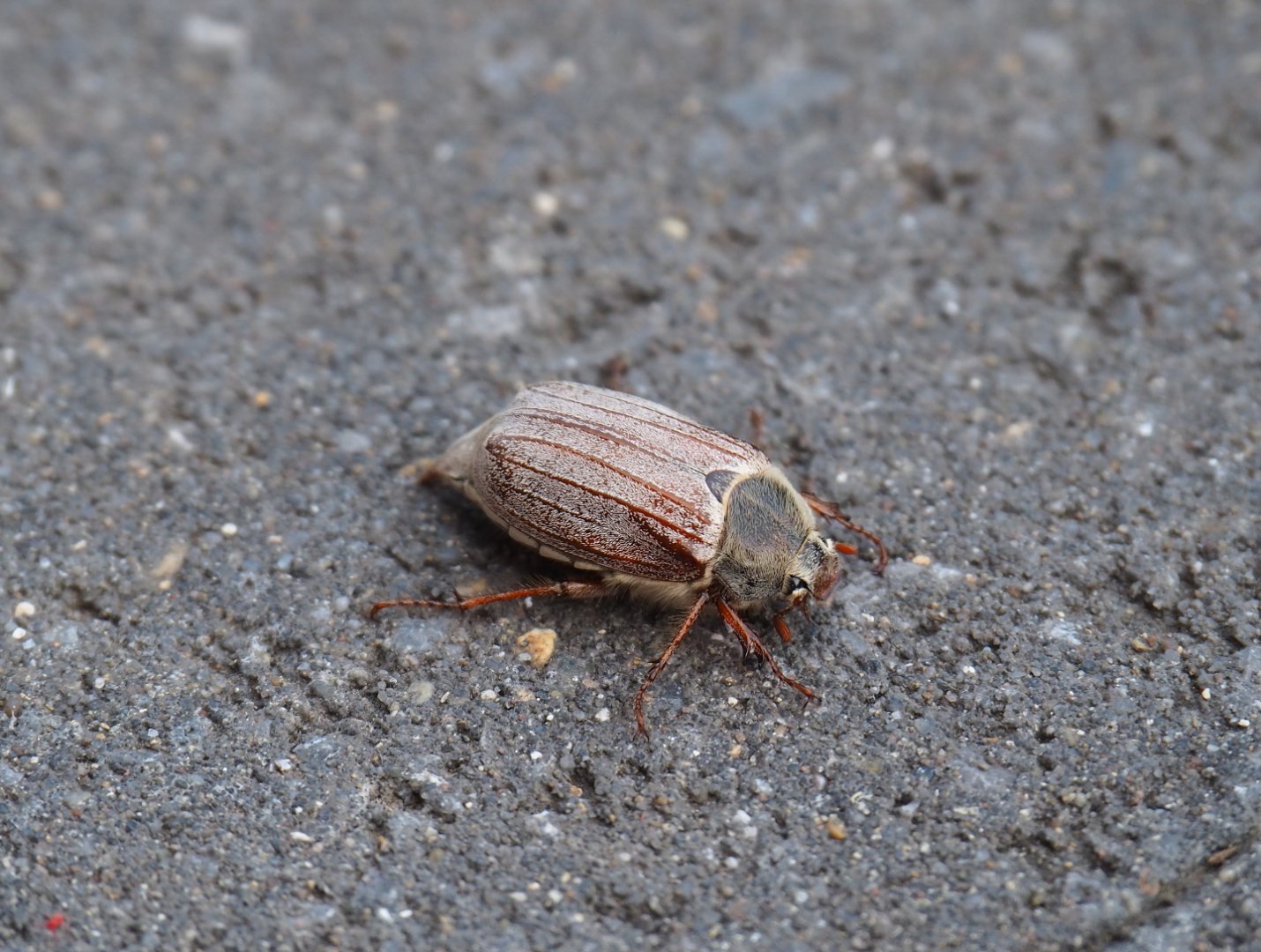 Common European cockchafer or Maybug (Melolontha melolontha), 2021-05-28
