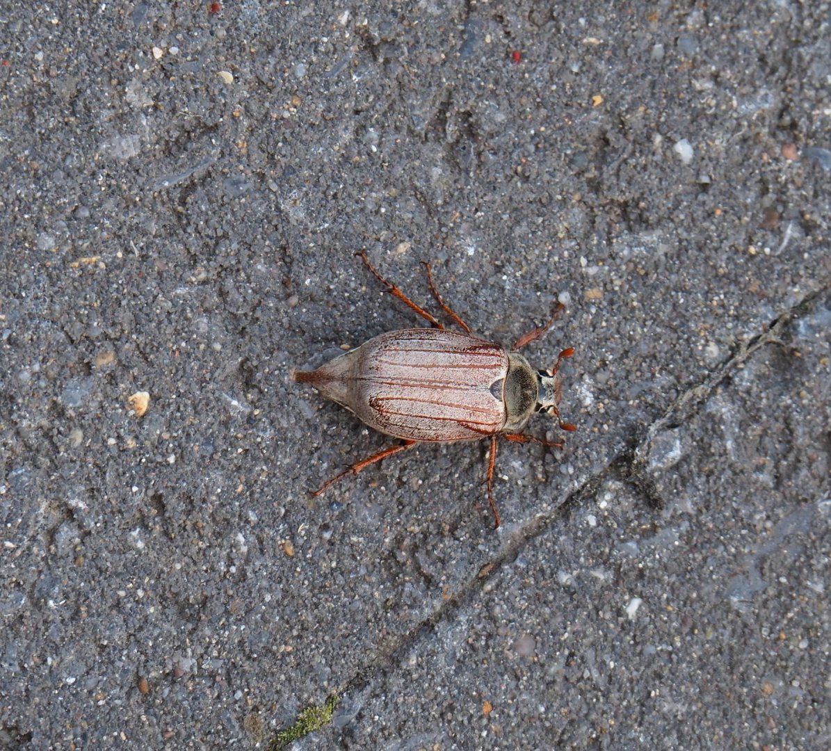 Common European cockchafer or Maybug (Melolontha melolontha), 2021-05-28
