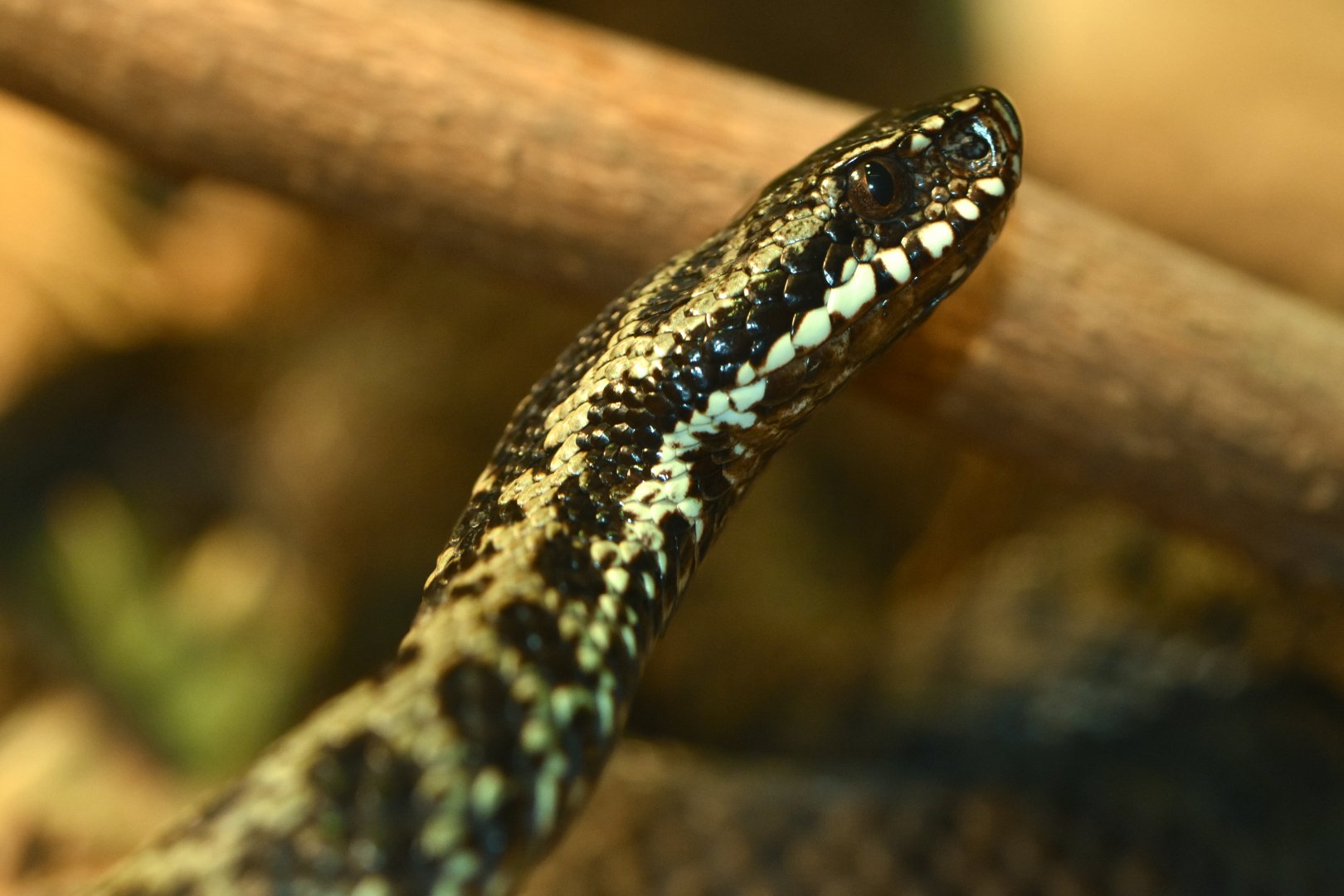 Common European viper (Vipera berus)