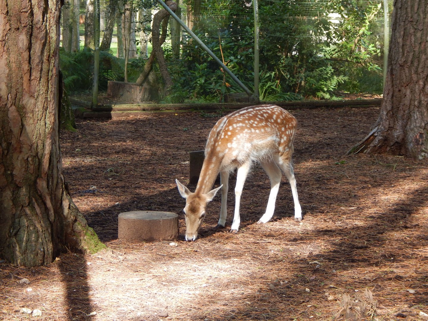 Common fallow deer 130924