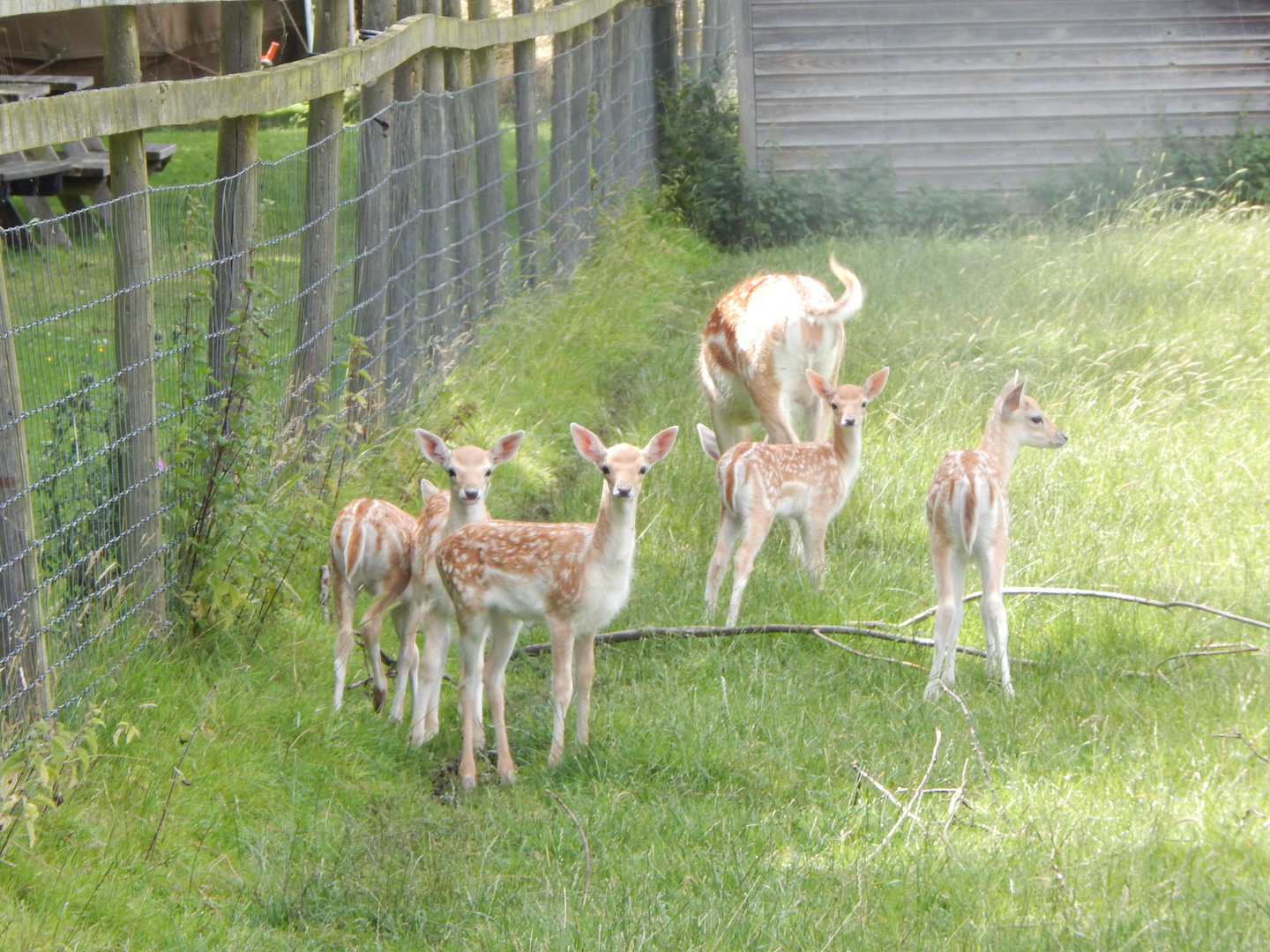 Common fallow deer 150723