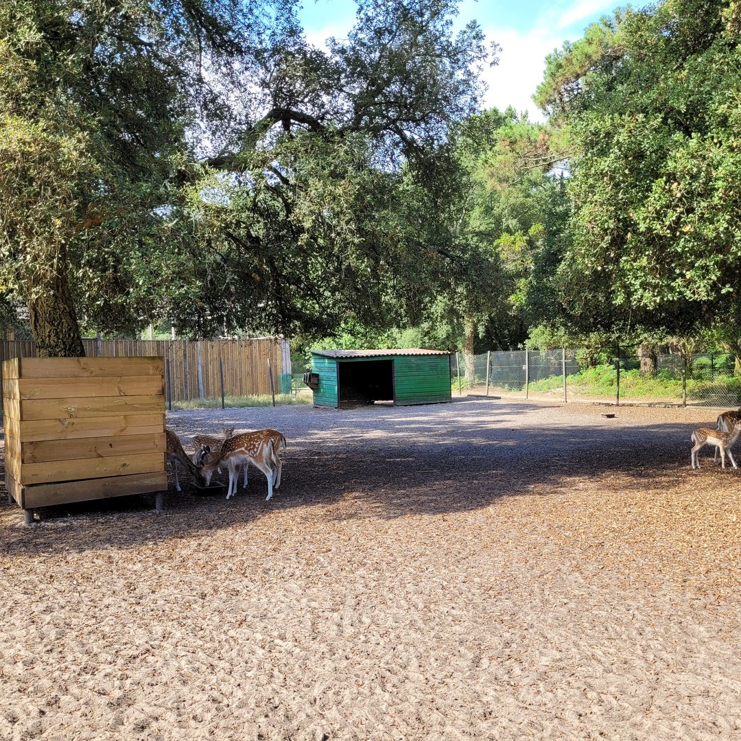 Common fallow deer and Common emu exhibit -Zoo de Labenne (2023)