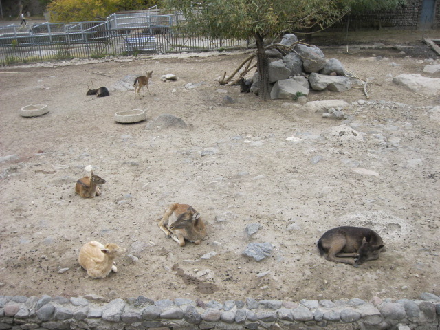 common fallow deer ( Armenia ) Yerevan zoo