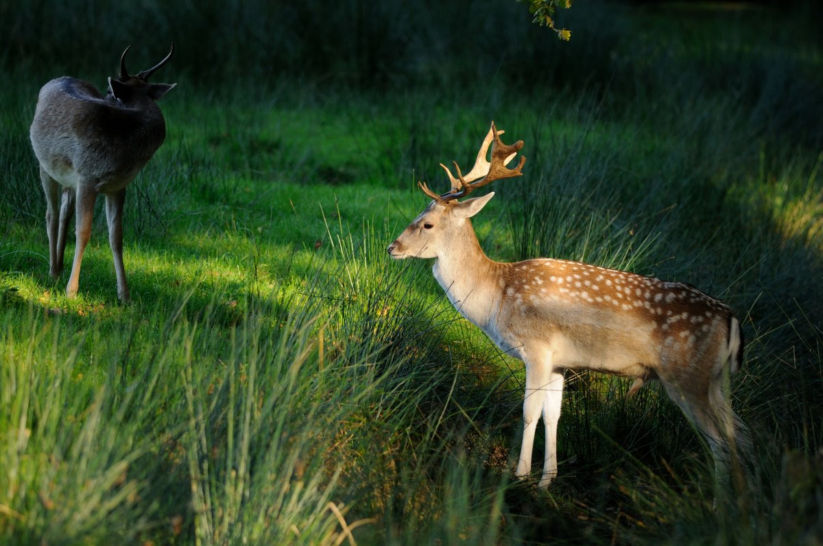 Common fallow deer at Rissen.