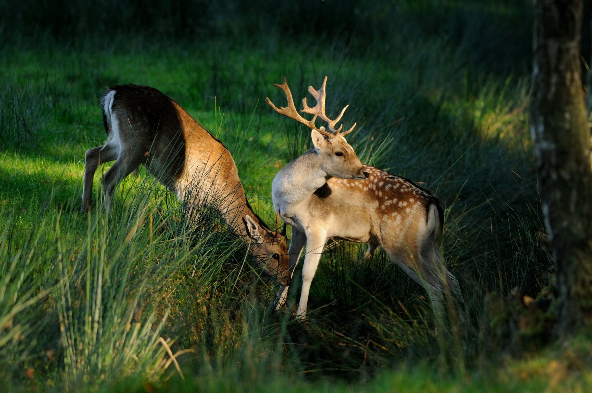 Common fallow deer at Rissen.