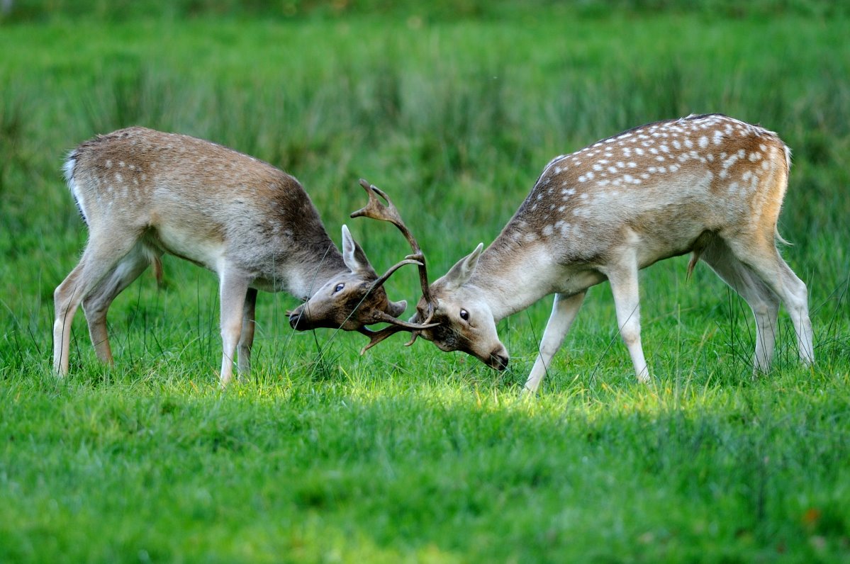 Common fallow deer at Rissen.