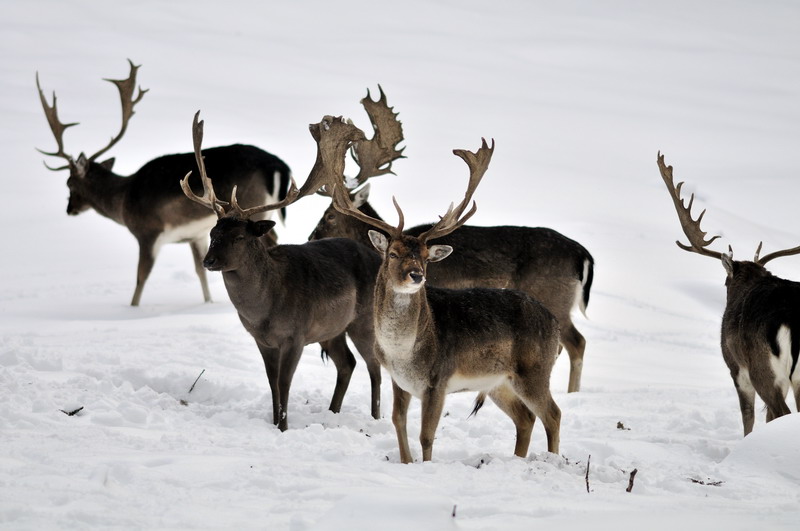 Common fallow deer at Wildpark Neuhaus