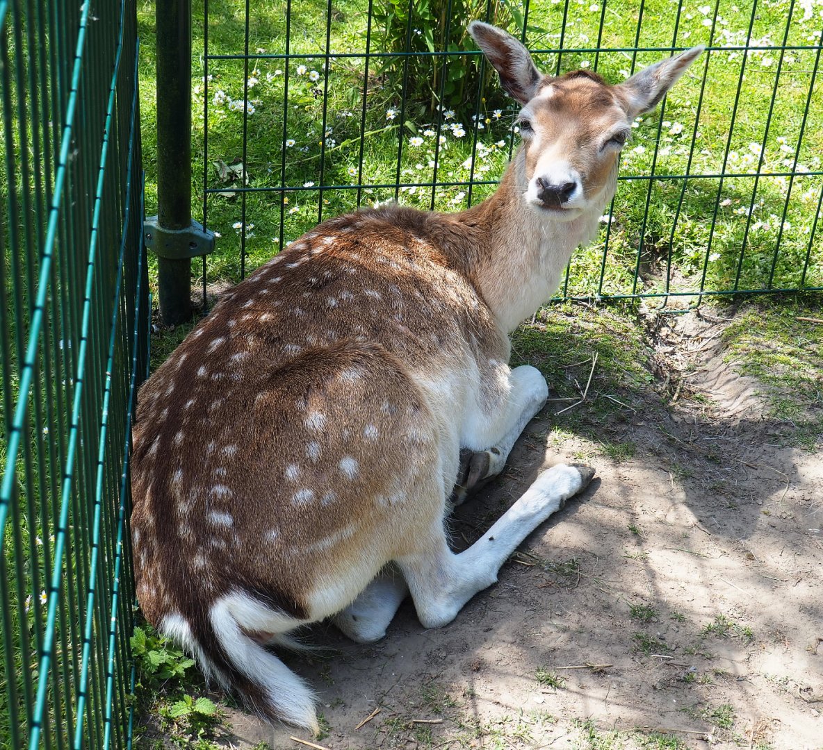 Common fallow deer (Dama dama), 2019-06-01