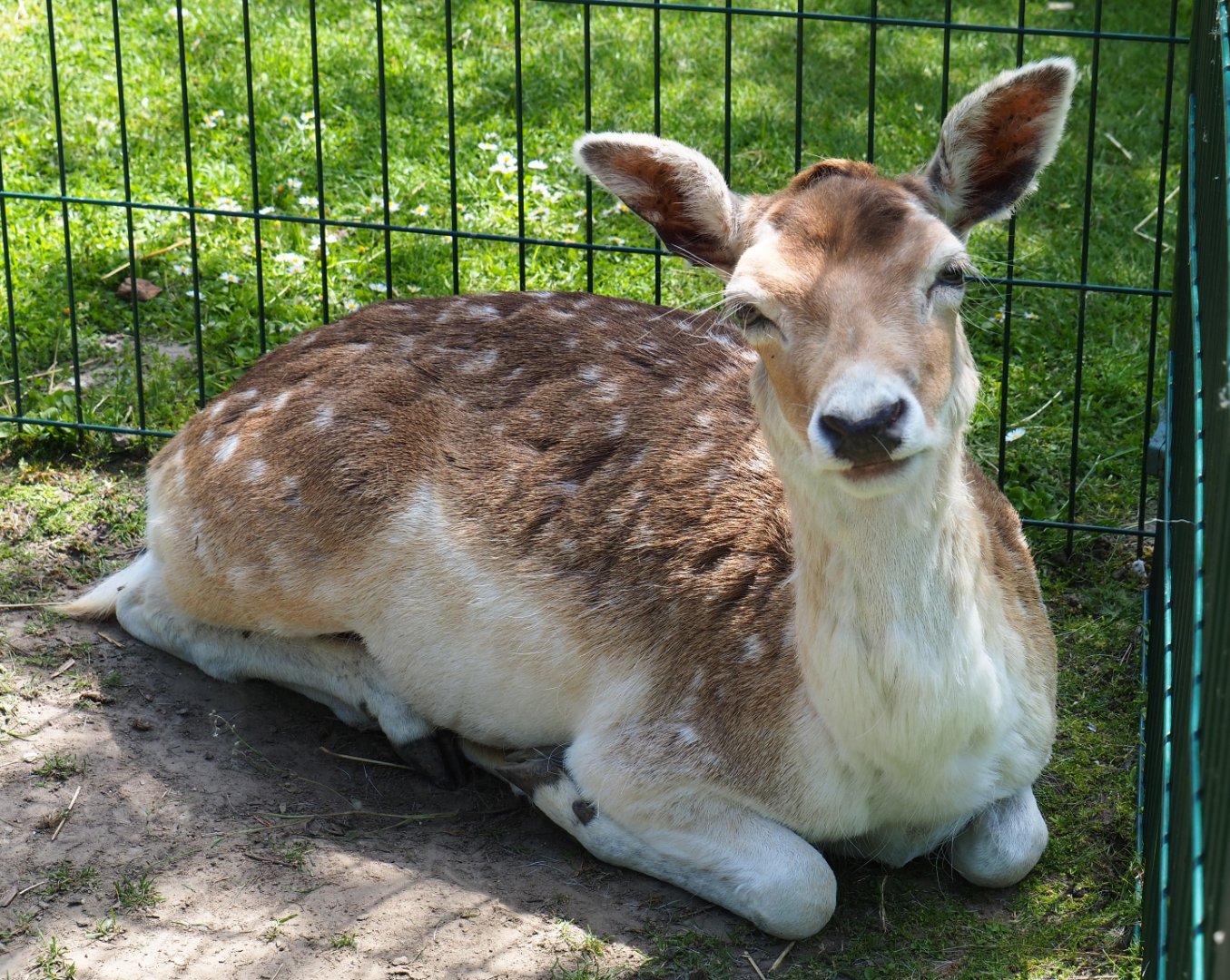 Common fallow deer (Dama dama), 2019-06-01