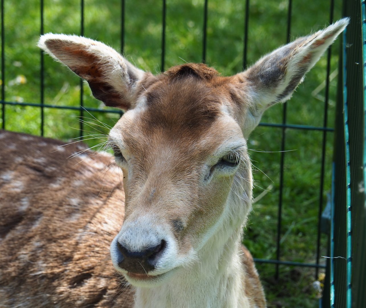 Common fallow deer (Dama dama), 2019-06-01