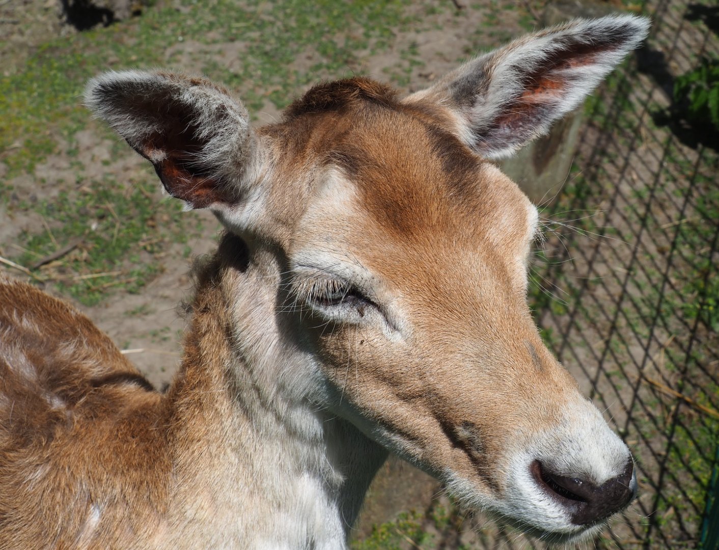 Common fallow deer (Dama dama), 2019-06-01