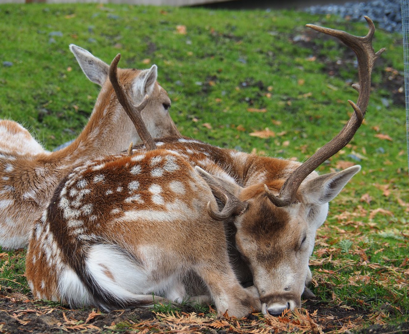 Common fallow deer (Dama dama), 2019-10-05