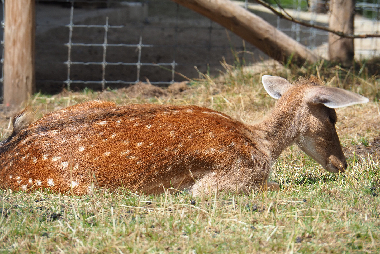 Common fallow deer (Dama dama), 2022-06-28