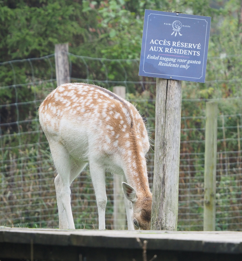 Common fallow deer (Dama dama), 2022-09-14