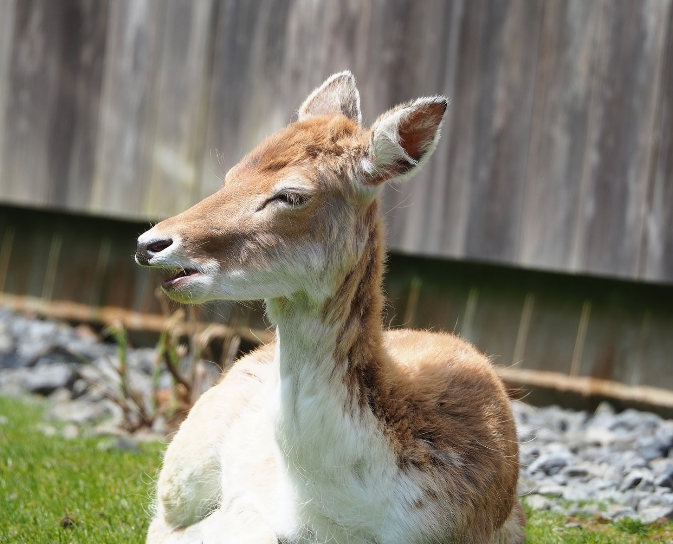 Common fallow deer (Dama dama), 2023-05-16