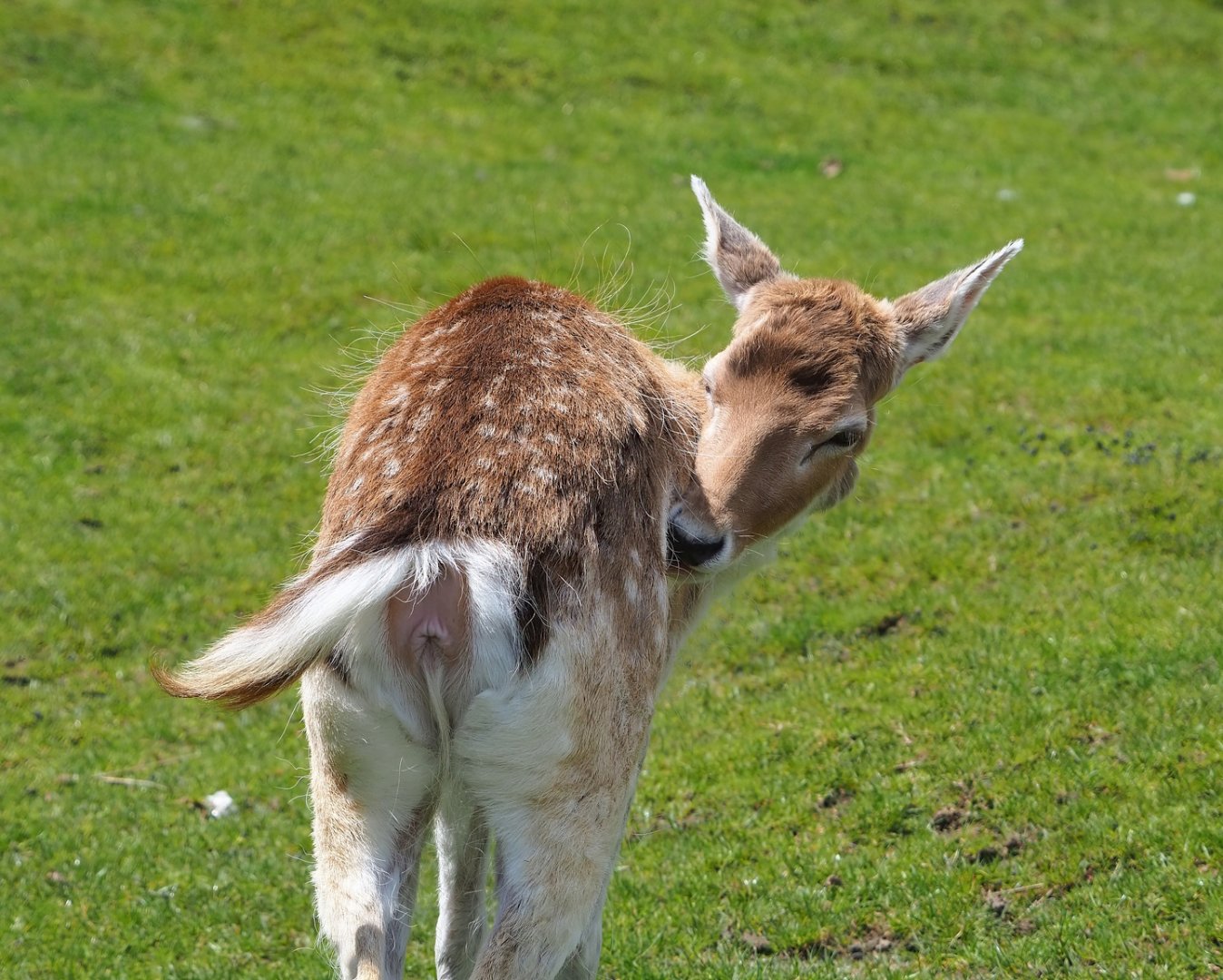 Common fallow deer (Dama dama), 2023-05-16