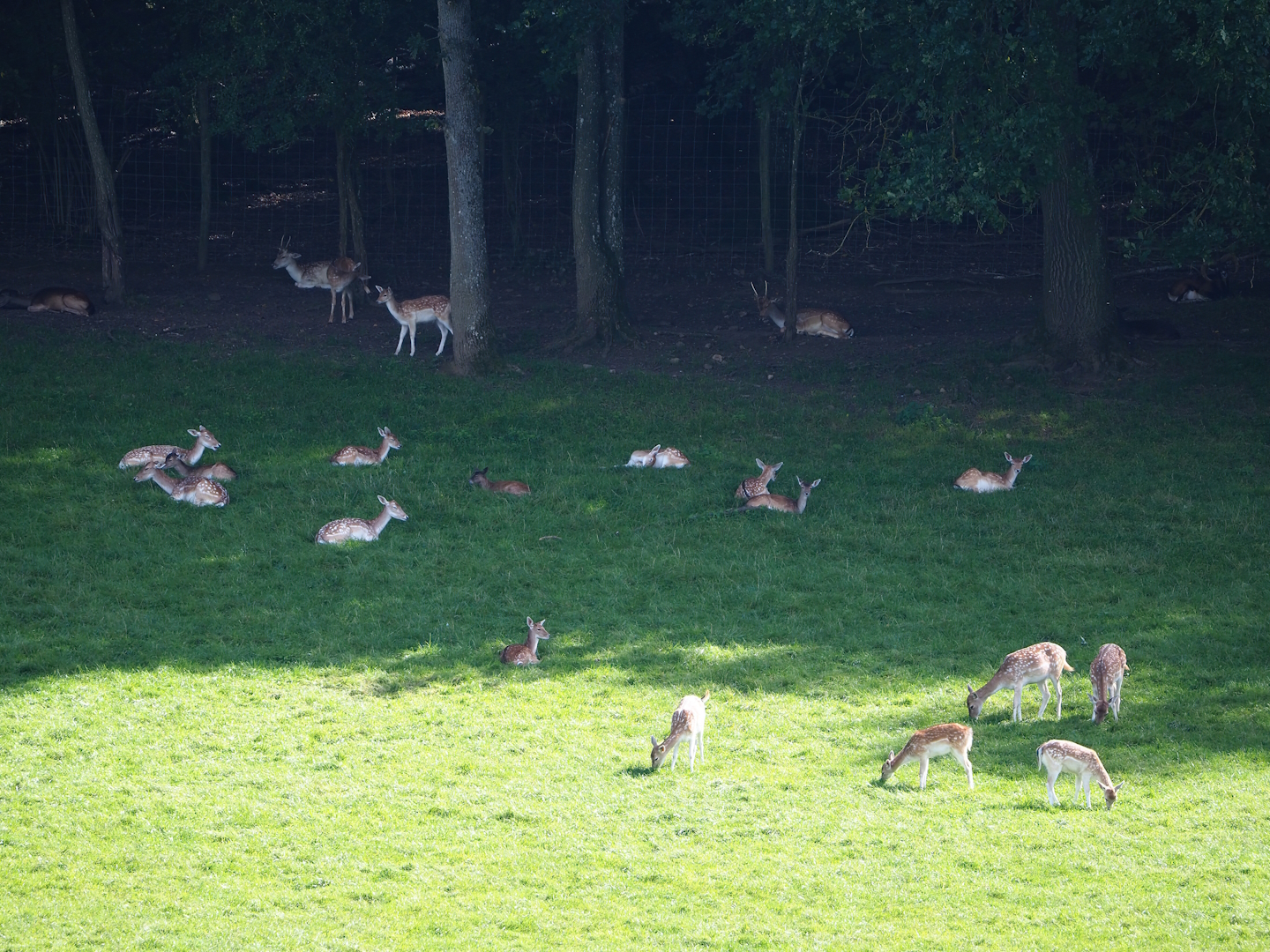 Common fallow deer (Dama dama), 2023-09-26