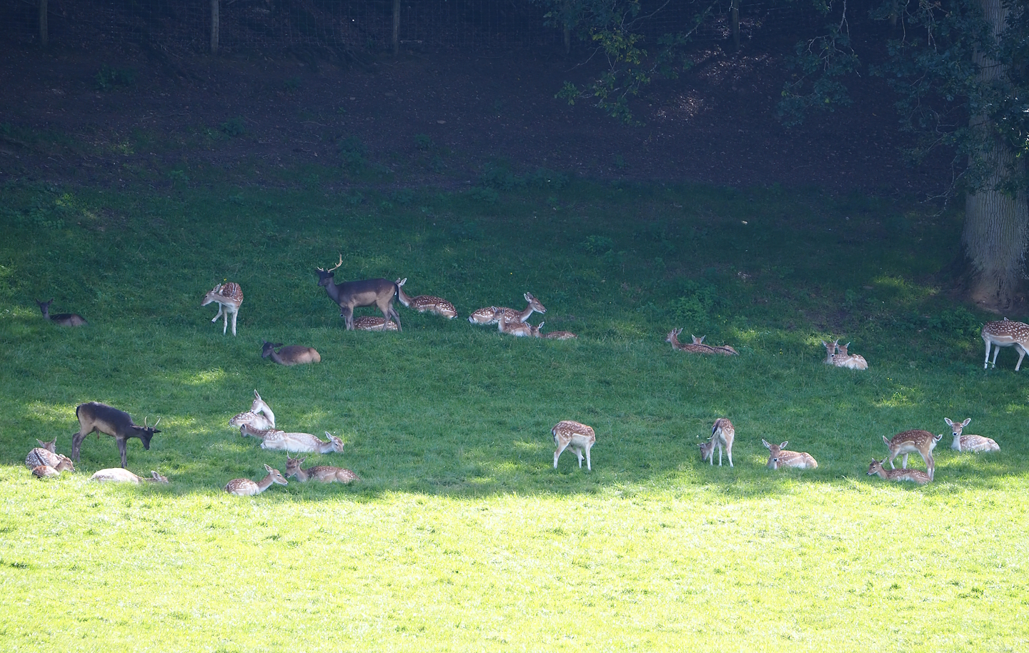 Common fallow deer (Dama dama), 2023-09-26