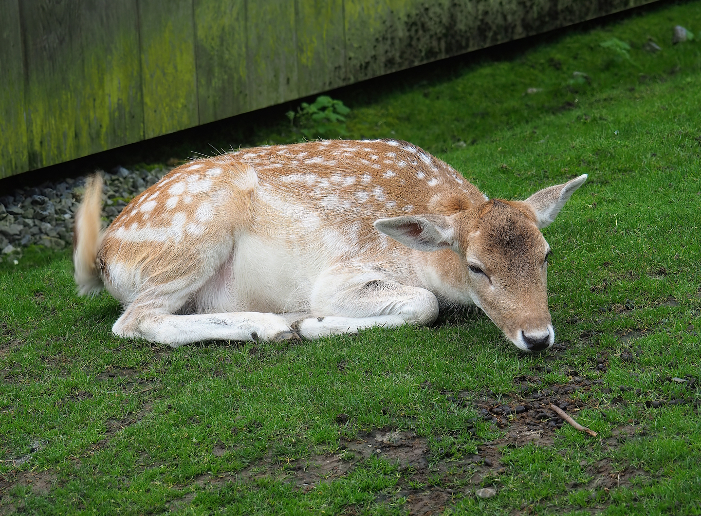Common fallow deer (Dama dama), 2023-10-13