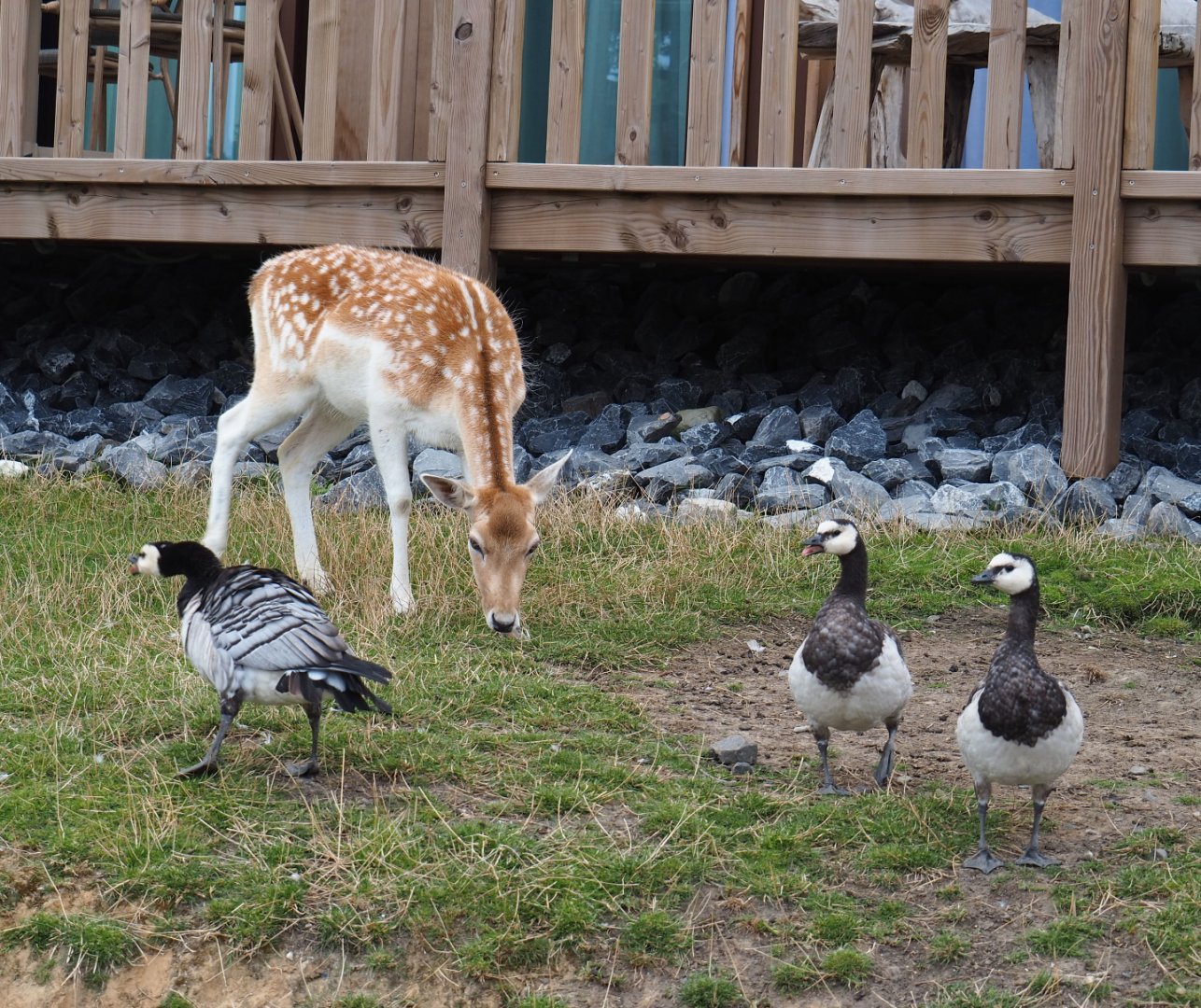 Common fallow deer (Dama dama) and Barnacle geese (Branta leucopsis), 2020-09-02