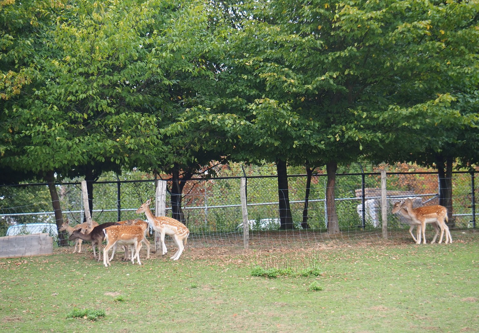 Common fallow deer (Dama dama), Aug 28th, 2018