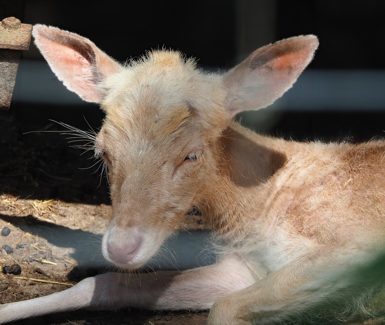 Common fallow deer (Dama dama) doe, 2023-06-24