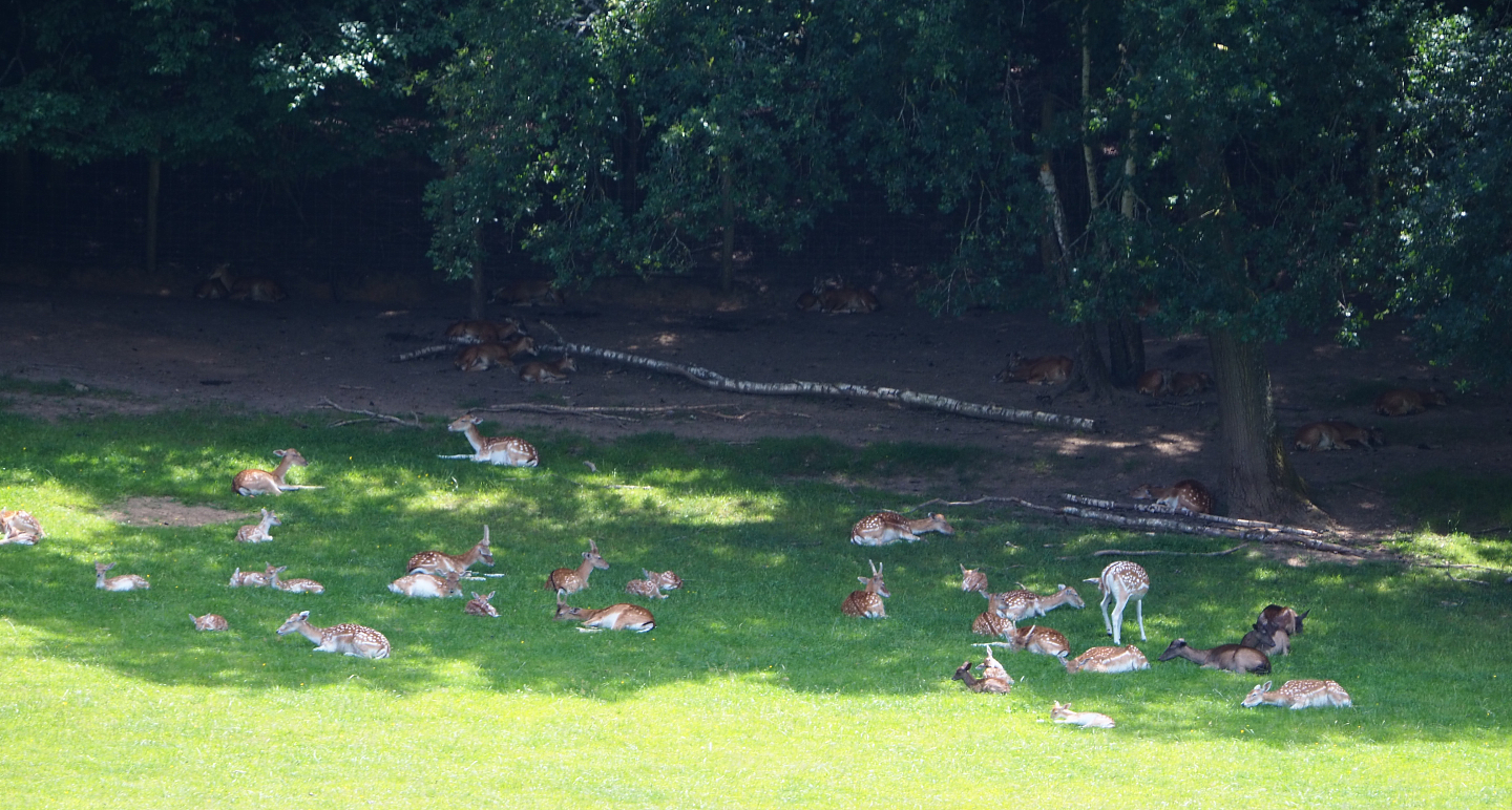 Common fallow deer (Dama dama) herd at forest edge, 2020-07-12