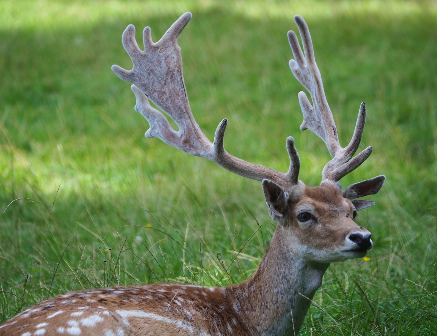Common fallow deer (Dama dama) stag, 2021-08-15