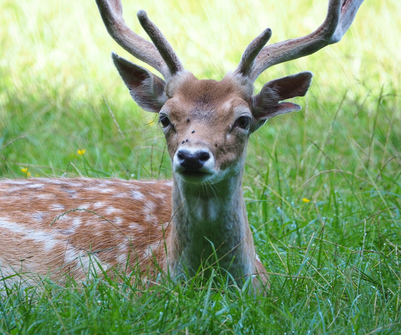 Common fallow deer (Dama dama) stag, 2021-08-15