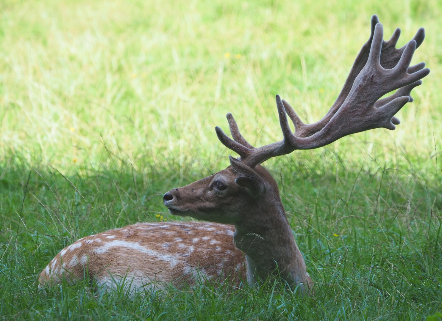 Common fallow deer (Dama dama) stag, 2021-08-15