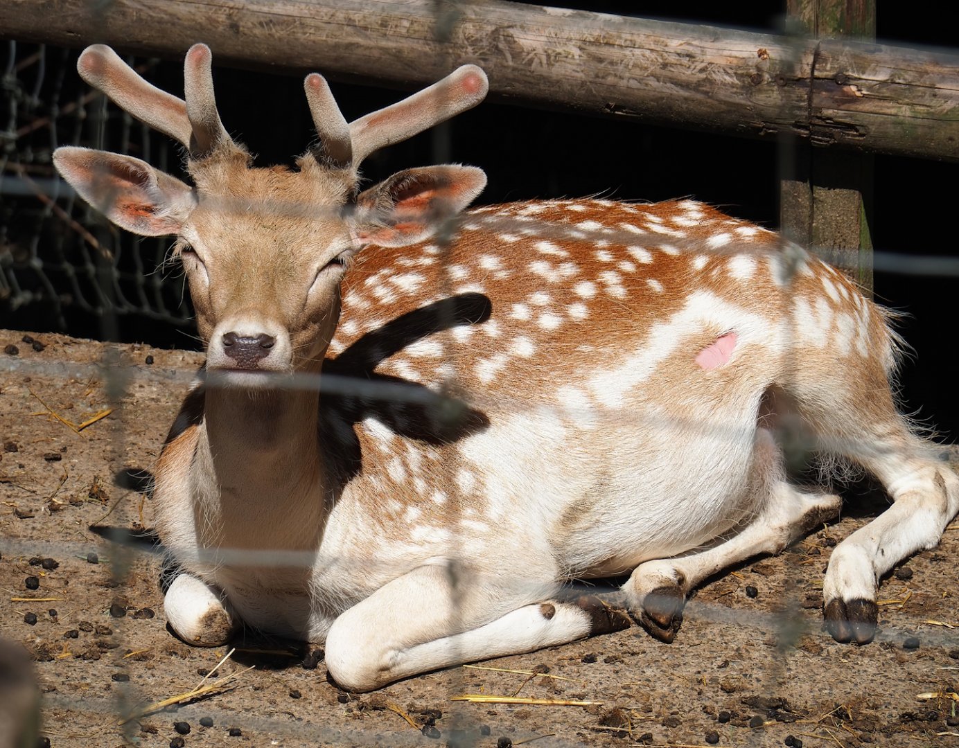 Common fallow deer (Dama dama) stag, 2023-06-24