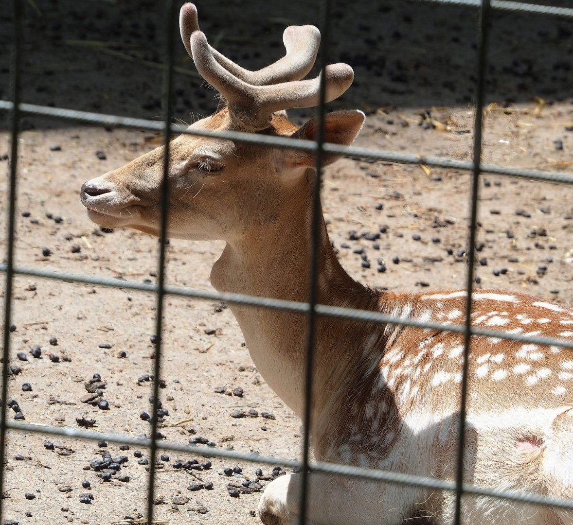 Common fallow deer (Dama dama) stag, 2023-06-24