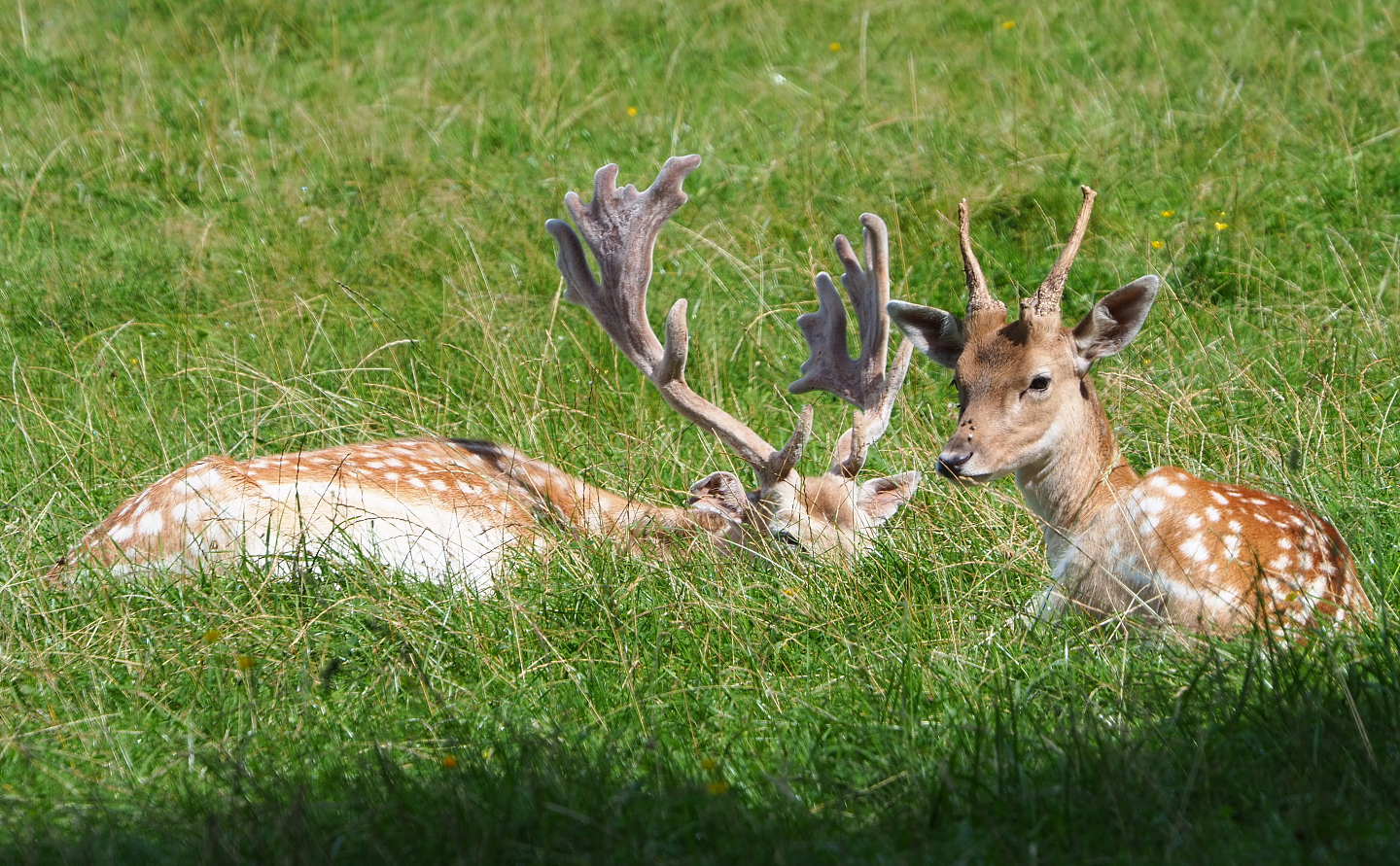 Common fallow deer (Dama dama) stag and spike buck, 2021-08-15