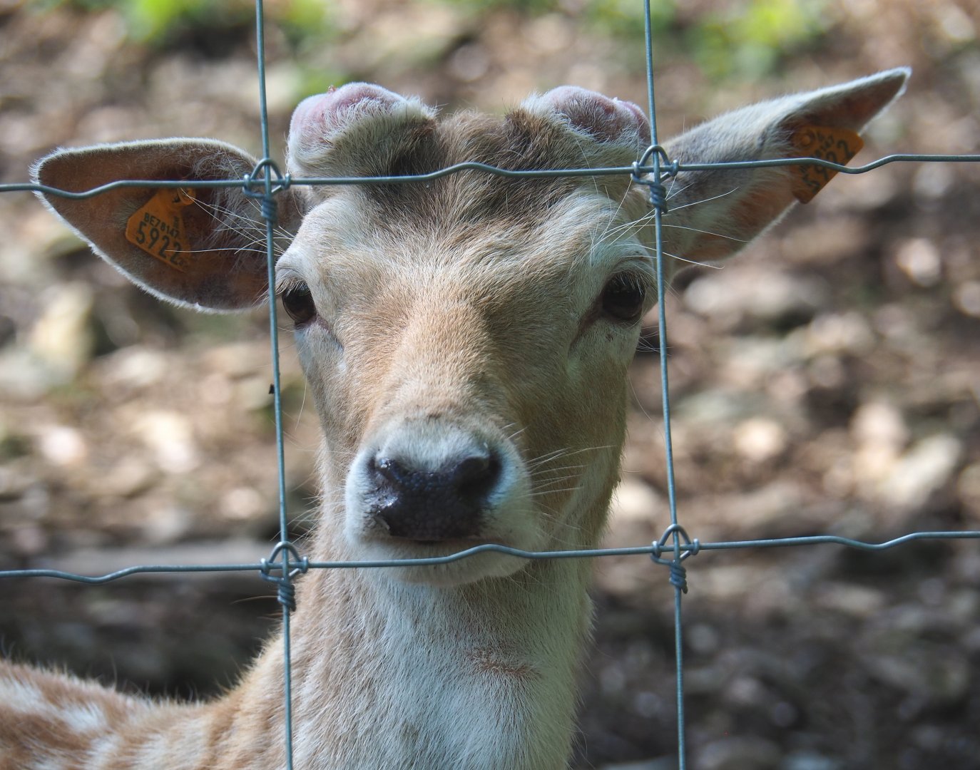 Common fallow deer (Dama dama), young buck, 2021-05-29