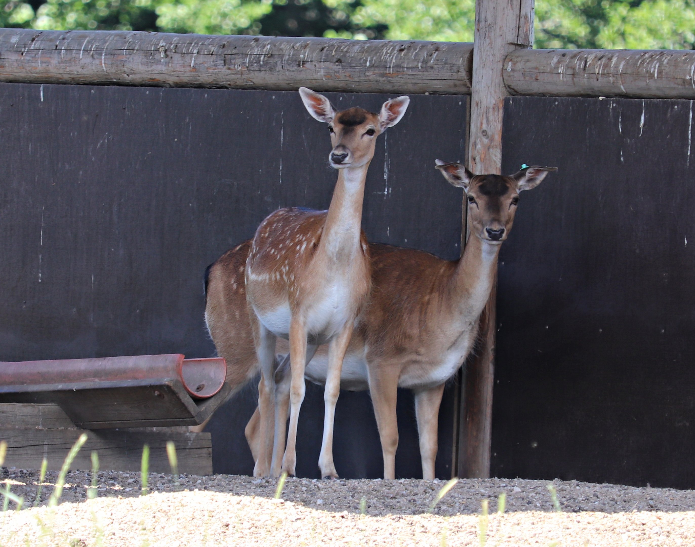 Common fallow deer (Dama dama)