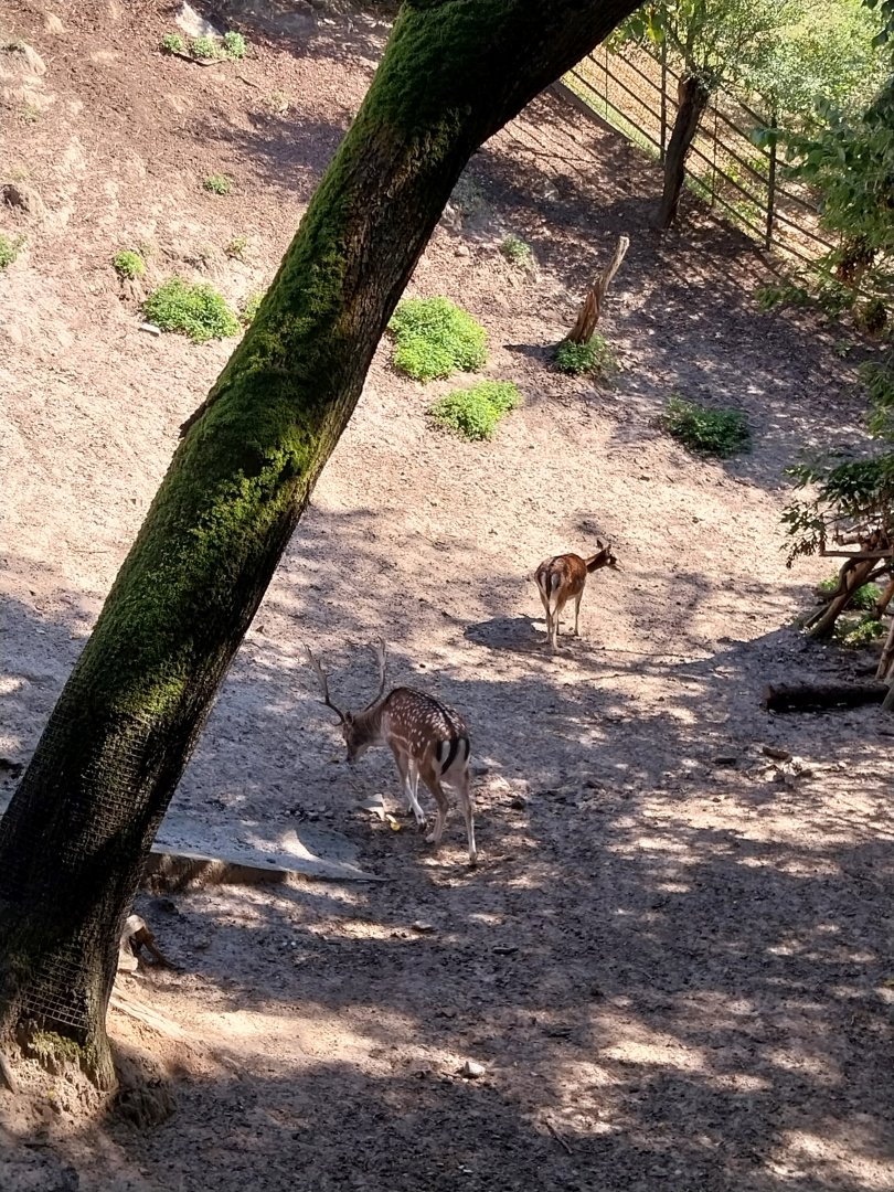 Common Fallow Deer (Dama dama)