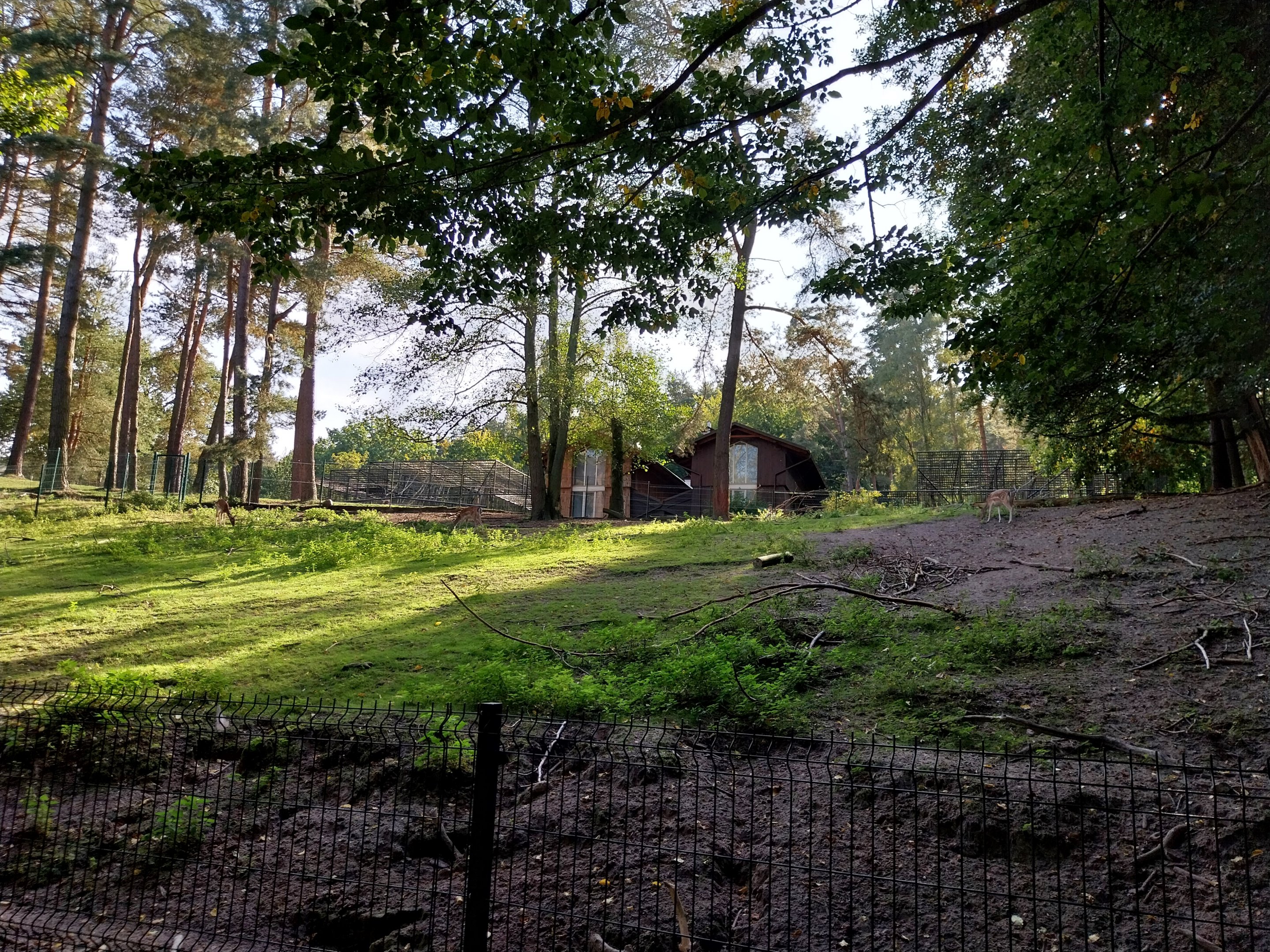Common Fallow Deer (Dama dama)