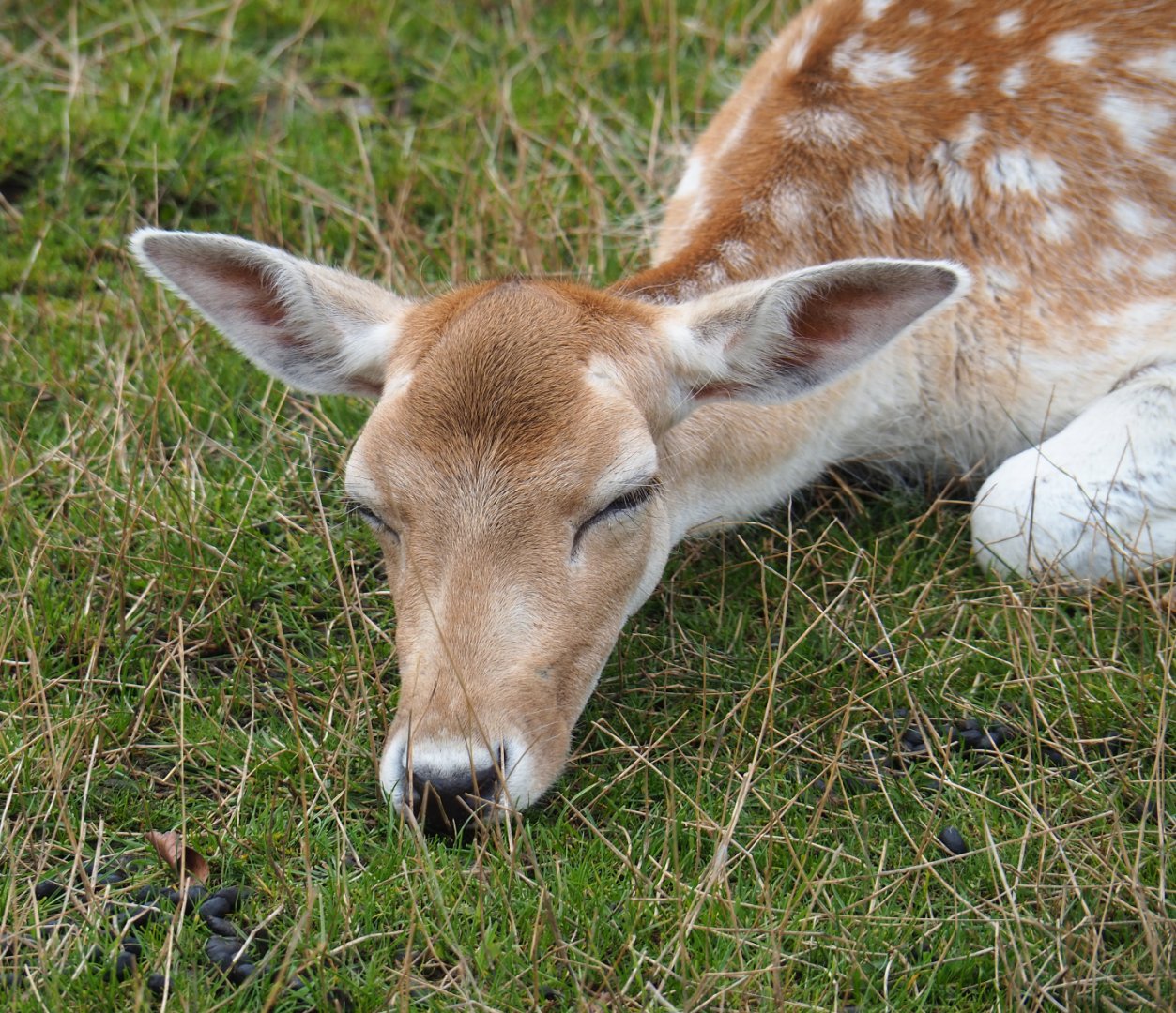 Common fallow deer doe (Dama dama), 2020-09-03