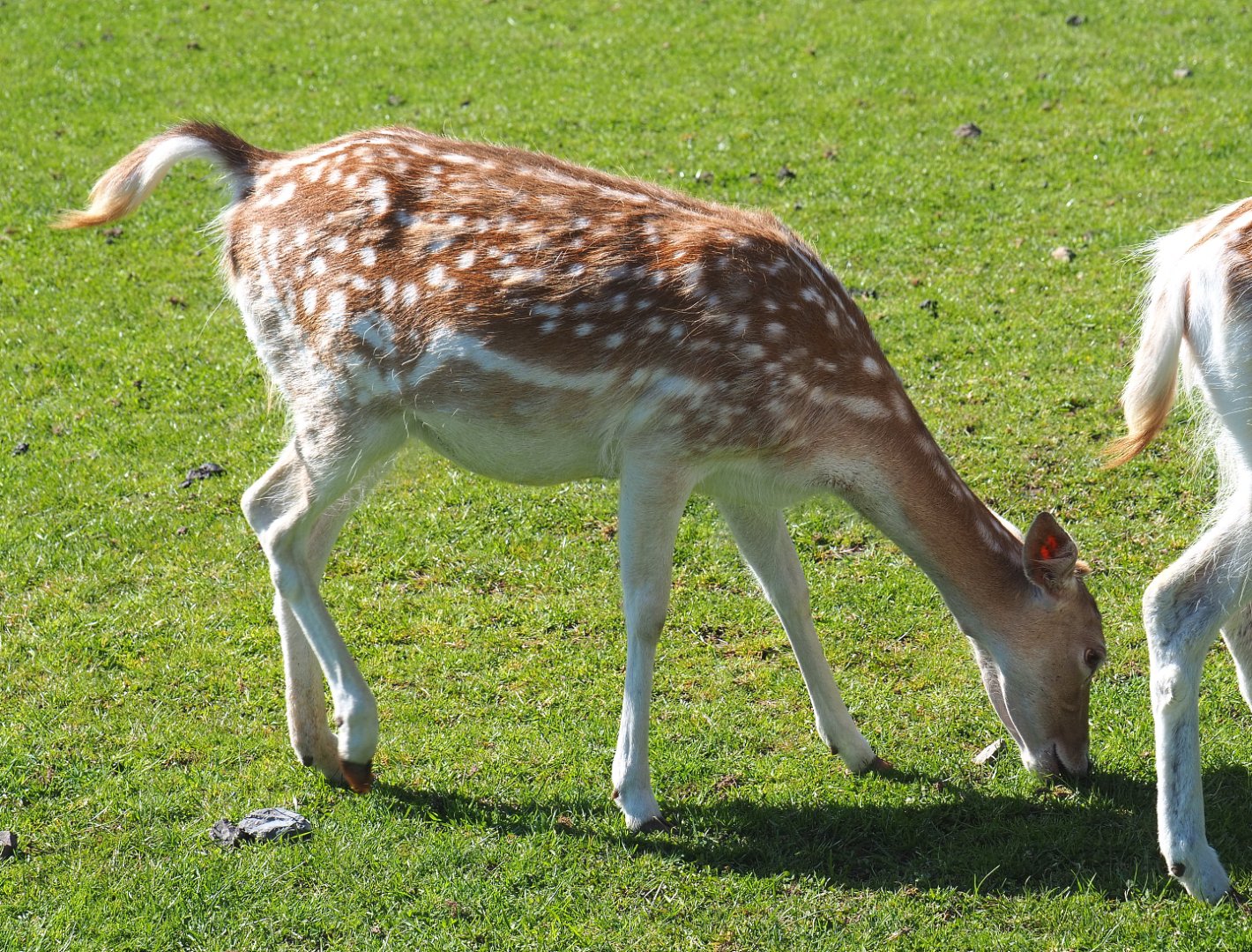 Common fallow deer doe (Dama dama), 2021-05-29