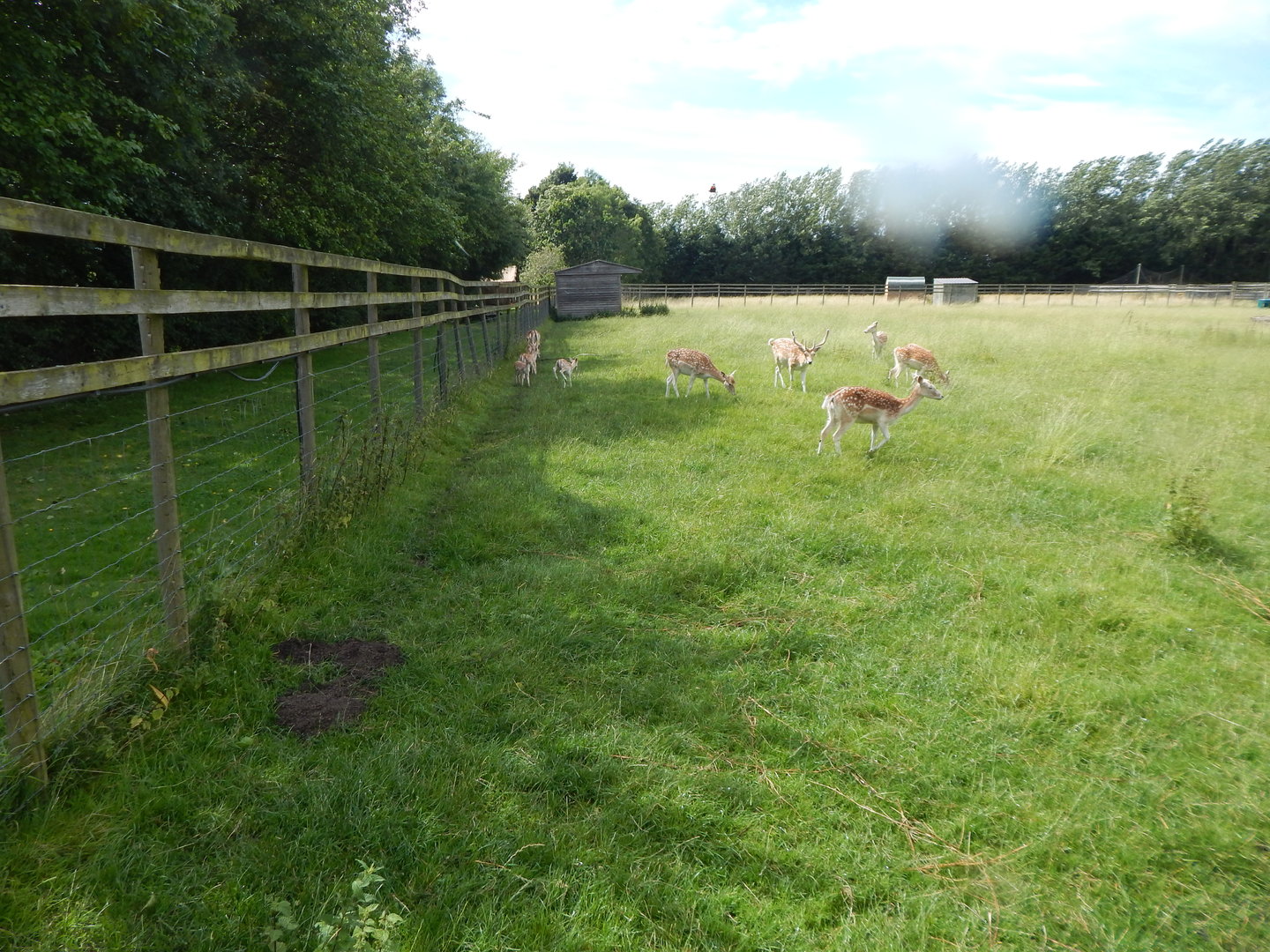 Common fallow deer enclosure 150723