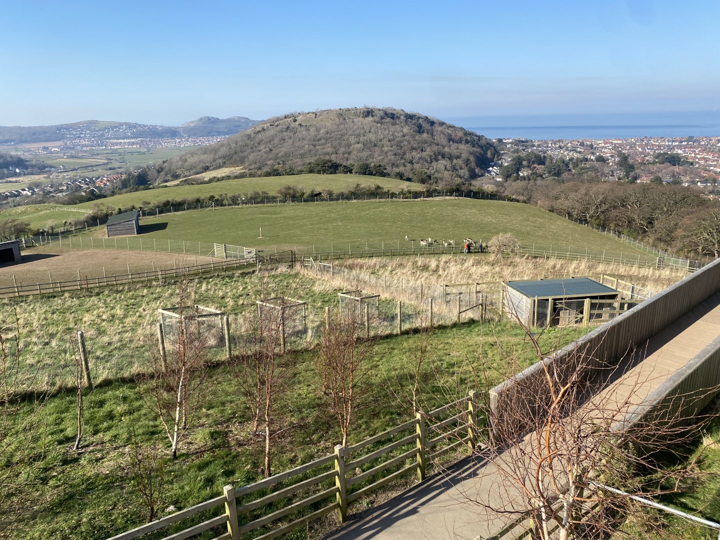 Common fallow deer enclosure 190325