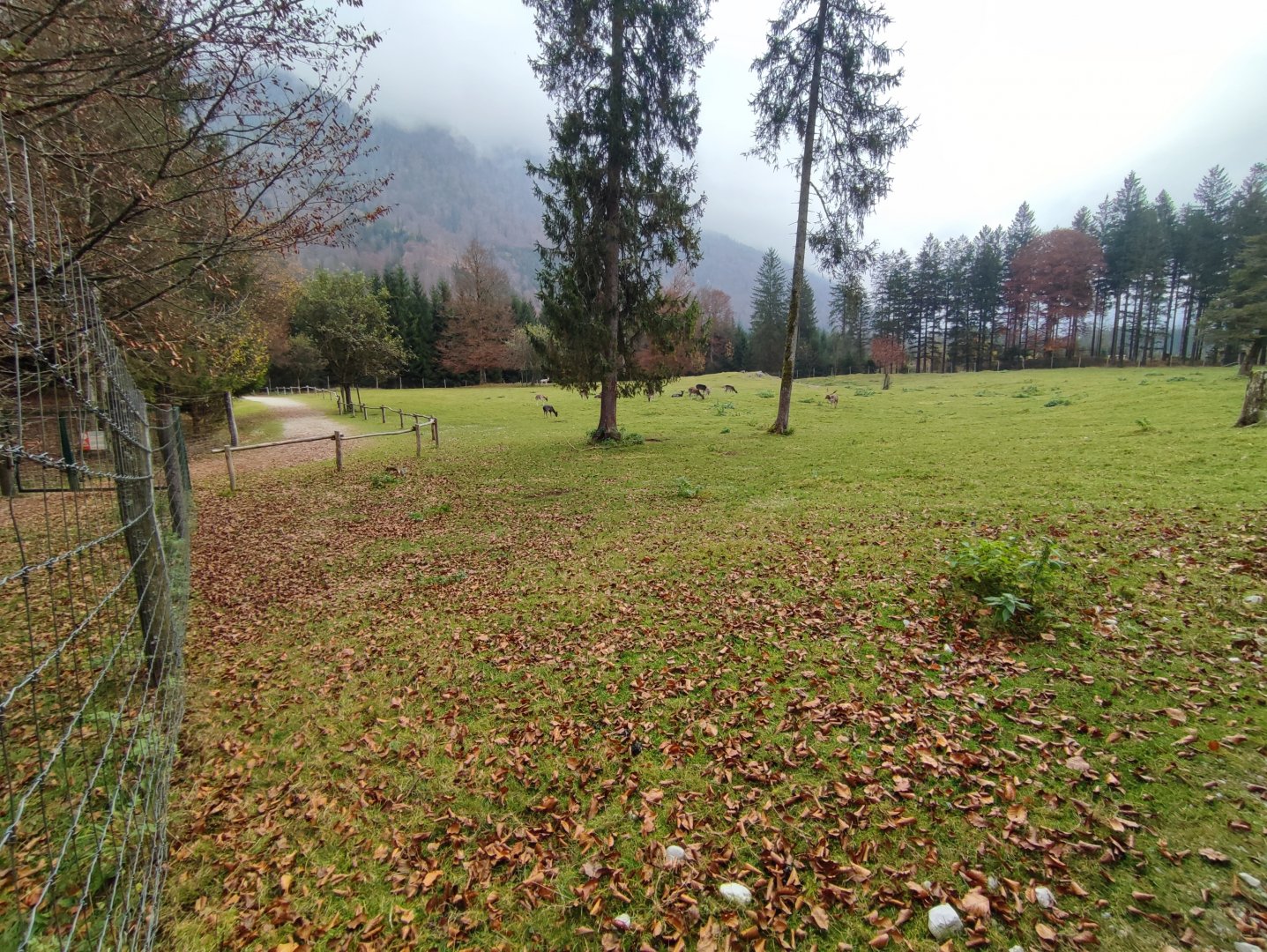 Common fallow deer enclosure - Wildpark Grünau/Cumberland