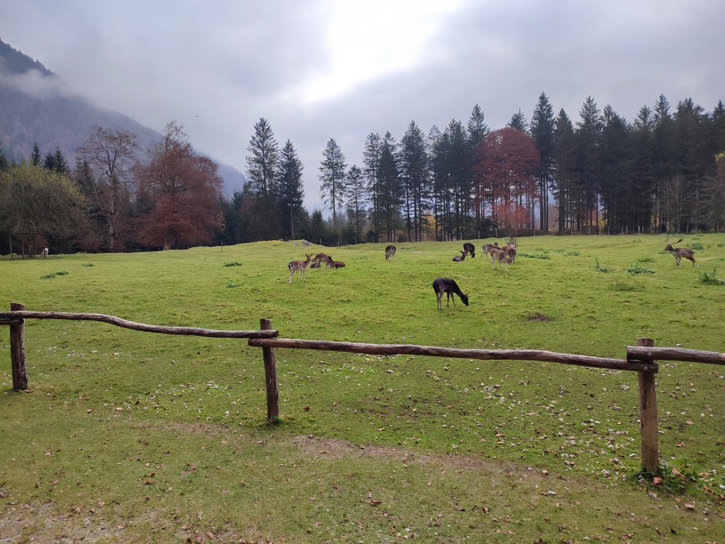 Common fallow deer enclosure - Wildpark Grünau/Cumberland