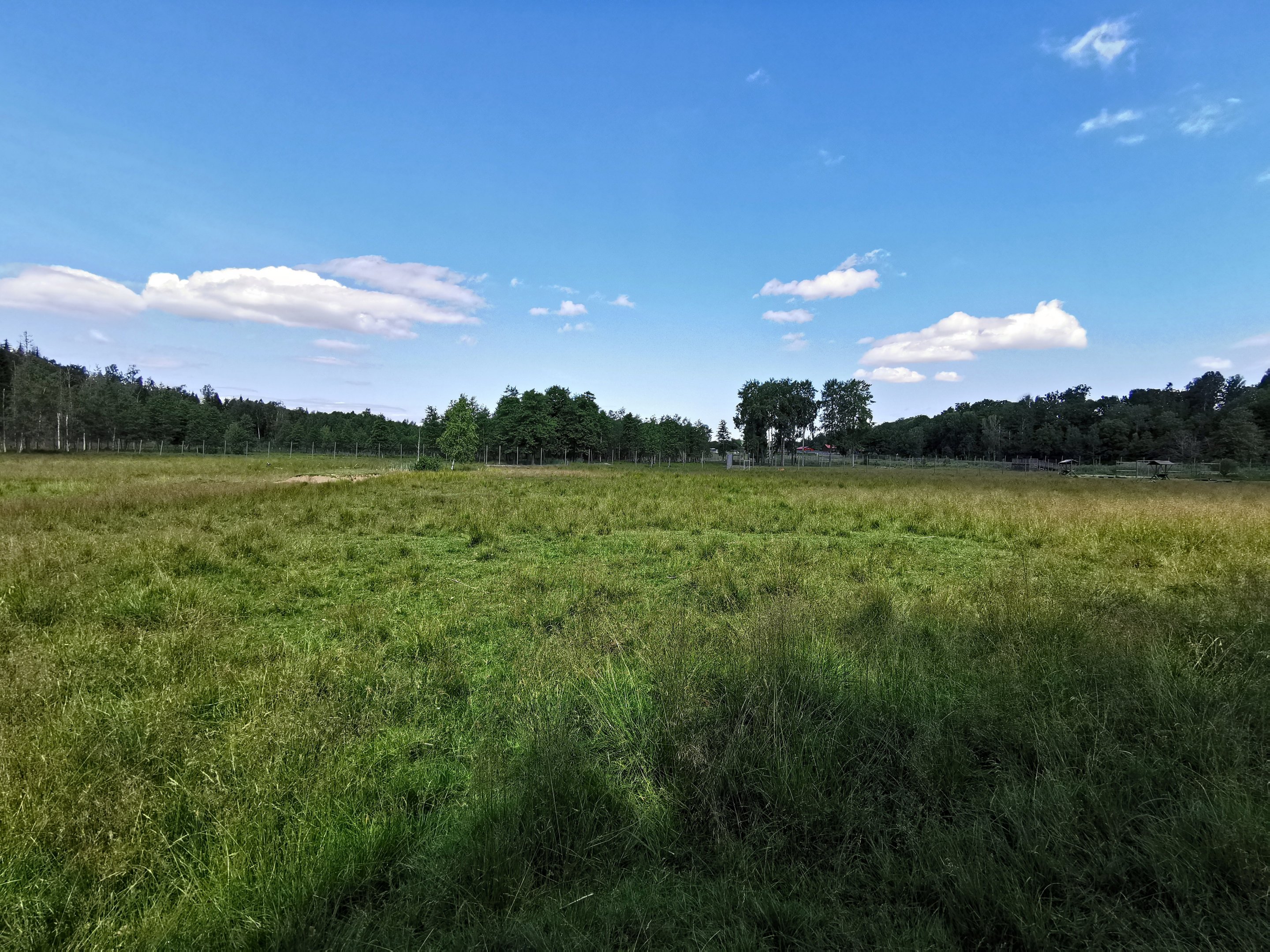 Common fallow deer enclosure